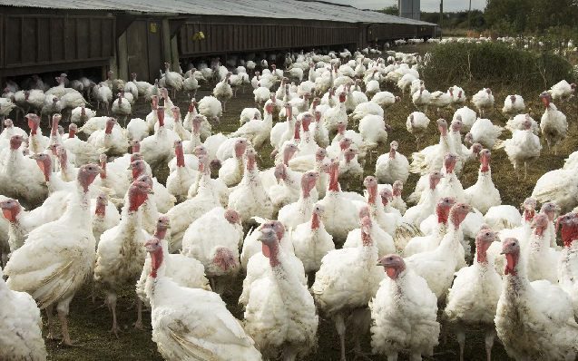 Investing In Turkey, Chicken Sales For Christmas 1 poultry farm