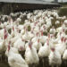 Investing In Turkey, Chicken Sales For Christmas 5 Investing In Turkey, Chicken Sales For Christmas
