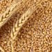 FG Distributes Subsidised Fertiliser, Wheat Seeds To Farmers In Kano
