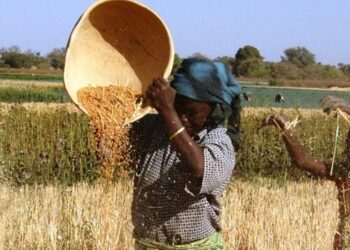 Wheat Farmers Laud FG’s Support On Inputs