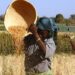 Wheat Farmers Laud FG’s Support On Inputs