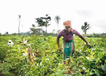 Gombe Out-of-school Girls Work In Farms For Token