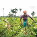 Gombe Out-of-school Girls Work In Farms For Token 5 Gombe Out-of-school Girls Work In Farms For Token