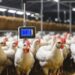 Poultry Farmers Seek Modern Farming Implements To Guarantee Food Security