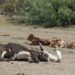 Livestock Ministry Raises The Alarm Over Anthrax Outbreak In Zamfara 5 Livestock Ministry Raises The Alarm Over Anthrax Outbreak In Zamfara