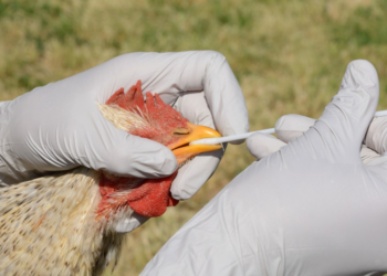 Ekiti Issues Preventive Advisory To Poultry Farmers