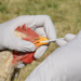 Ekiti Issues Preventive Advisory To Poultry Farmers 5 Ekiti Issues Preventive Advisory To Poultry Farmers