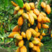 Cocoa, Coffee, Oil Palm Can Boost Nigeria’s Foreign Exchange - Commissioner 5 Cocoa, Coffee, Oil Palm Can Boost Nigeria’s Foreign Exchange – Commissioner