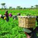 Federal Gov’t To Conclude Bank Of Agriculture Recapitalisation By Q1 2025