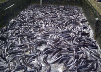 How Economic Challenges Leave Kogi Fish Barbecue Businesses Struggling