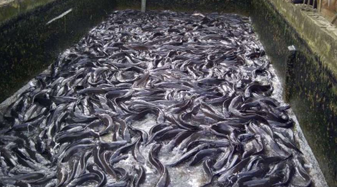 Kogi Fish