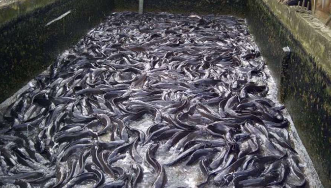 How Economic Challenges Leave Kogi Fish Barbecue Businesses Struggling 1 Fish Farm used to tell the story