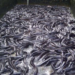 How Economic Challenges Leave Kogi Fish Barbecue Businesses Struggling 5 How Economic Challenges Leave Kogi Fish Barbecue Businesses Struggling