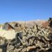 95 Killed As Earthquake Ravages Chinese Holy City 5 95 Killed As Earthquake Ravages Chinese Holy City