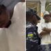 Billionaire Okoya’s Children Abused Naira, Police Accomplice Arrested — NPF