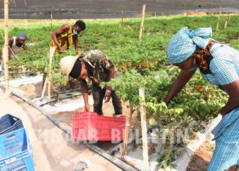 PICTORIAL: FUNAAB Moves To Address Food Insecurity With Hybrid Peppers