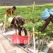 PICTORIAL: FUNAAB Moves To Address Food Insecurity With Hybrid Peppers 5 PICTORIAL: FUNAAB Moves To Address Food Insecurity With Hybrid Peppers