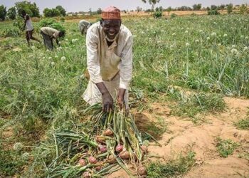Onion Farmers Blame Price Hike, Scarcity On Flood, Climate Change