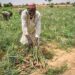 Onion Farmers Blame Price Hike, Scarcity On Flood, Climate Change 5 Onion Farmers Blame Price Hike, Scarcity On Flood, Climate Change