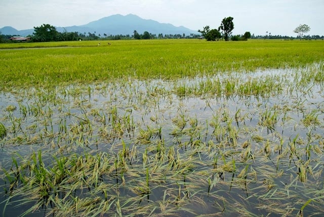 Kwara Gov Raises Probe Panel As Flood Submerges Rice Farmlands In Shonga 1 IMG 4731