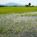 Kwara Gov Raises Probe Panel As Flood Submerges Rice Farmlands In Shonga 5 Kwara Gov Raises Probe Panel As Flood Submerges Rice Farmlands In Shonga