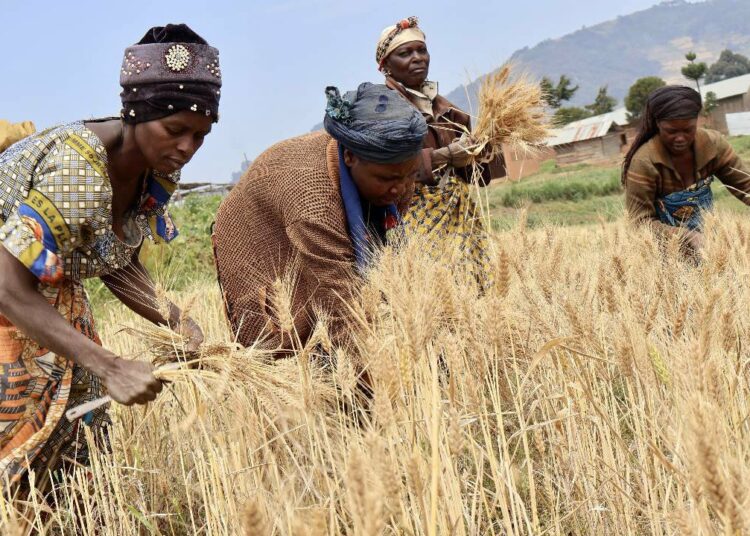 Wheat Farmers