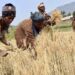 FG’s Agricultural Intervention In Adamawa Transformative, Helpful – Wheat Farmers 5 FG’s Agricultural Intervention In Adamawa Transformative, Helpful – Wheat Farmers