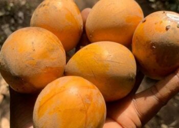 Why Pregnant Women Crave Udara: Separating Myth From Reality