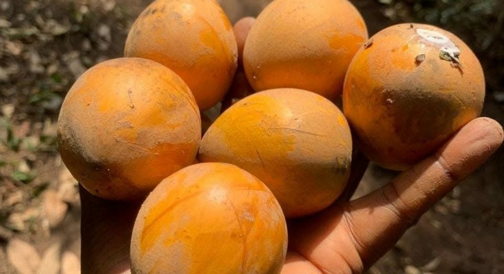 Why Pregnant Women Crave Udara: Separating Myth From Reality 1 Udara