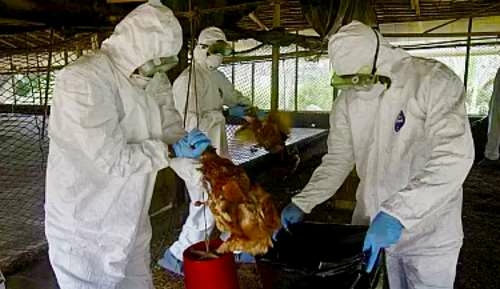 Bird Flu Kills 32 Chickens In Kano 1 XGltYWdlc1xjb250ZW50XDExNDIwMjU3MDUzMl9pbWdfNzQwMS5qcGVnfDUwMHwzNTB8