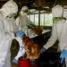 Bird Flu Kills 32 Chickens In Kano 