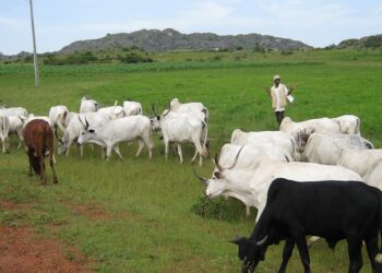 Cattle Rearers Seek Increased Funding Of Livestock Ministry