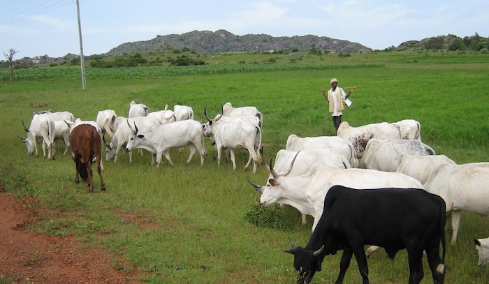Cattle Rearers Seek Increased Funding Of Livestock Ministry 1 grazing