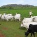 Cattle Rearers Seek Increased Funding Of Livestock Ministry 5 Cattle Rearers Seek Increased Funding Of Livestock Ministry
