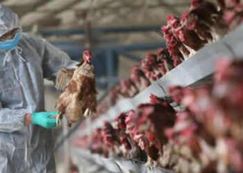 JUST-IN: Federal Gov’t Confirms Bird Flu Outbreak In Kano
