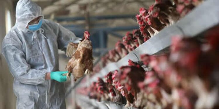 Bird Flu