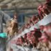 JUST-IN: Federal Gov’t Confirms Bird Flu Outbreak In Kano
