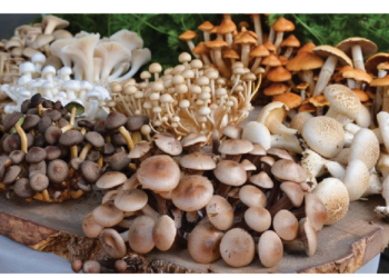 The Remarkable Benefits Of Mushrooms