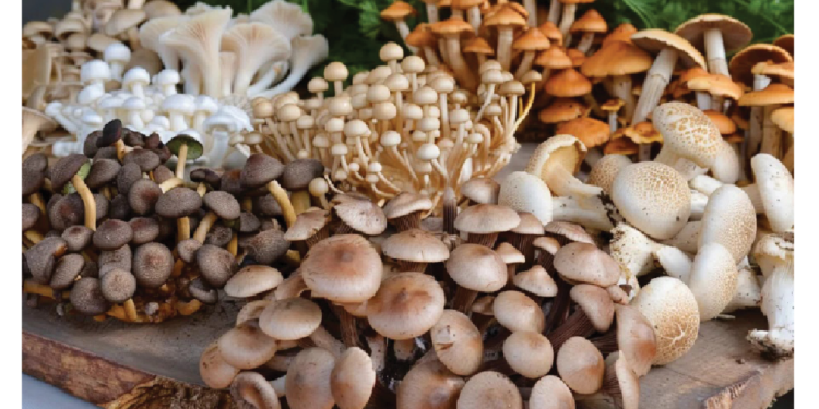 Benefits Of Mushrooms