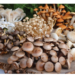 The Remarkable Benefits Of Mushrooms 5 The Remarkable Benefits Of Mushrooms