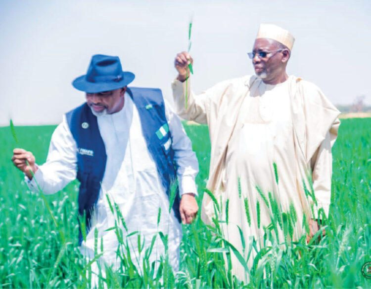 jigawa