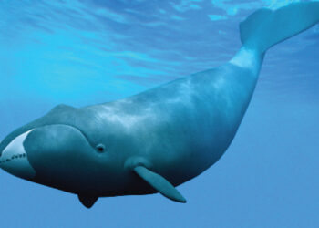 Seven Tips On Animals With Long Lifespans