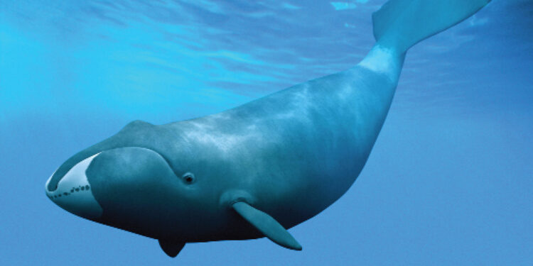 Animals With Long Lifespans