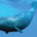Seven Tips On Animals With Long Lifespans