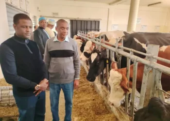 Livestock Ministry To Adopt Moroccan Technology For Dairy,  Beef Production