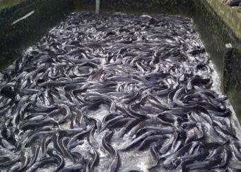 Bauchi Govt Partners Group, Trains Women On Fish Farming
