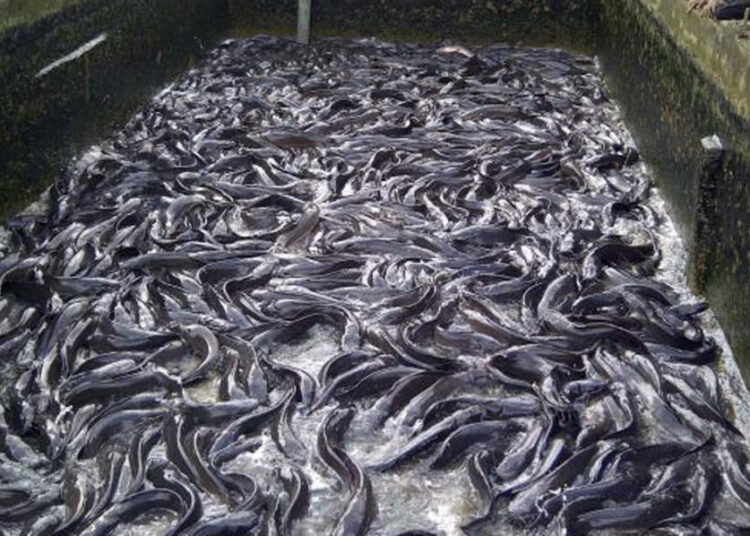 Fish Farming