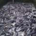 Bauchi Govt Partners Group, Trains Women On Fish Farming