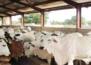 Insecurity Stalls N30bn Bobi Grazing Reserve Project In Niger