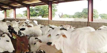 Sahara Group Insecurity Stalls N30bn Bobi Grazing Reserve Project In Niger
